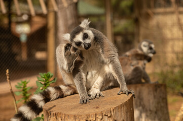Fototapeta premium A lemur sitting on a log scratching its head. Lemur catta