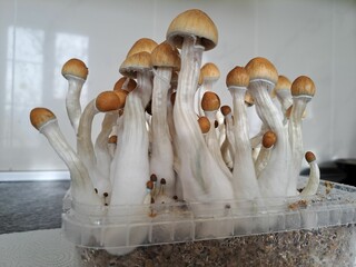 Variety of mushrooms are growing in a container on a kitchen countertop - obrazy, fototapety, plakaty