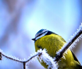 Blue tit perched on a frosty branch - obrazy, fototapety, plakaty