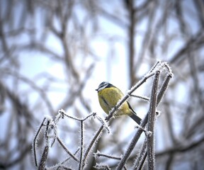 Blue tit perched on a frosty branch - obrazy, fototapety, plakaty
