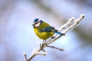 Blue tit perched on a frosty branch