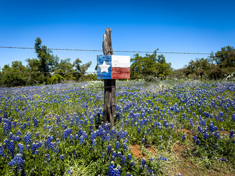 Profusion of Wildflowers, predominately Blue Bonnets on the roadsides during Texas in Spring