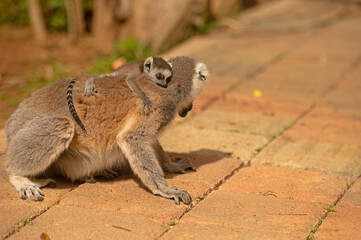 Fototapeta premium Baby lemur sleeping on its mother's back. Lemur catta