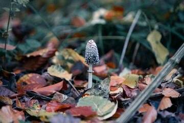 Single mushroom growing amongst green leaves on the ground in a park setting - Powered by Adobe