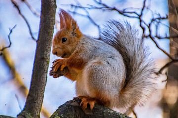 Naklejka na ściany i meble A large fluffy gray-brown squirrel with fluffy ears and small paws eats a nut on a tree branch close-up 