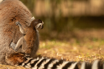 Fototapeta premium Baby lemur clinging to its mother's back. Lemur catta