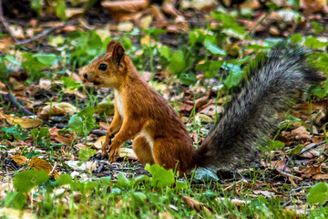 Naklejka na ściany i meble A small brown squirrel with a fluffy dark gray tail sits on the ground among green grass close-up 