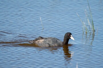 Mallard duck with a long beak peacefully floating along a tranquil blue pond