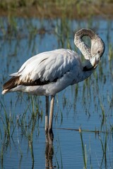 Pink flamingo (Phoenicopterus roseus) standing in shallow water on a blurred background