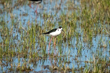 Beautiful stilt (Himantopus himantopus) standing in a large wetland filled with lush grass