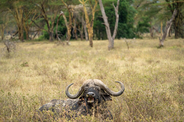 Masai Mara kenya buffalo portrait