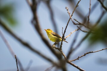Fototapeta premium Vibrant yellow Melodious warbler bird perched on a tree twig in a lush landscape