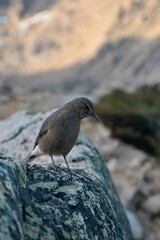 Black-billed shrike-tyrant bird perched atop a rock in a vast grassy field, ready to take flight
