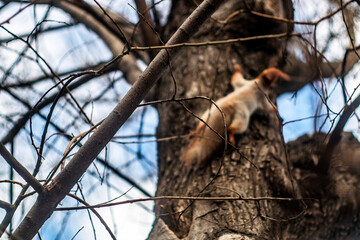 A tree branch against the background of a squirrel crawling along the trunk	

