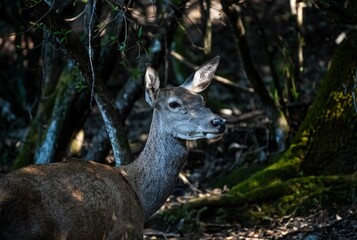 White-tailed deer standing in a lush forest, looking off into the distance with a curious expression
