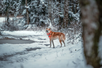 dog in snow