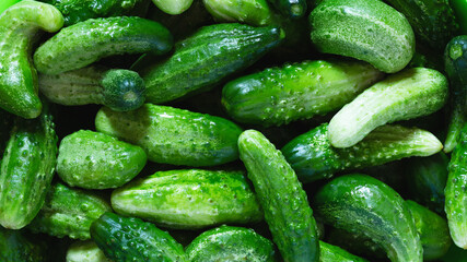 Washed cucumbers are ready for canning for future use