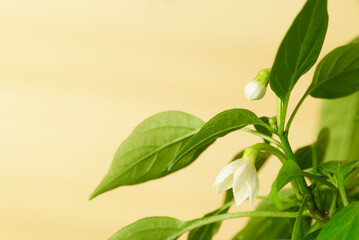Spring flowering sweet pepper with light background