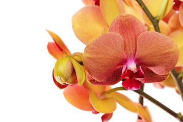 Isolated bright orchid flowers for design decoration.