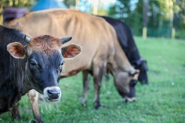Naklejka na ściany i meble Group of cows grazing in a lush green grassy field