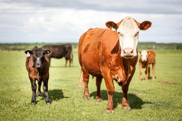 Naklejka na ściany i meble Group of cows grazing in a lush green grassy field
