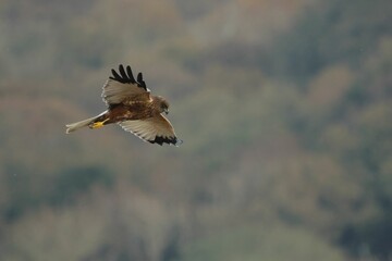 Marsh harrier during flight, a male swooping low