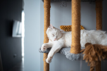 Portrait of white cat with blue eyes sleeping on his cat house tree. - Powered by Adobe