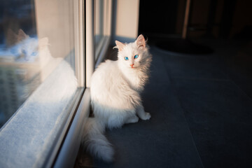 Portrait of white kitty car with blue eyes looking outside through window.