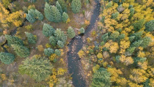 Top down drone footage of creeks flowing in woods with colorful autumn trees on a cloudy day