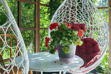Red geranium flower in a white pot on a summer outdoor table in a sunny pergola with wicker chairs against a green garden background