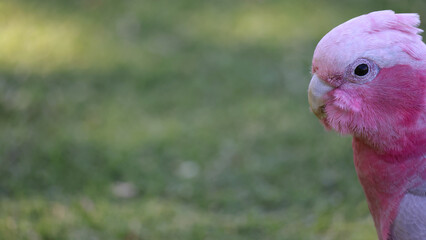 Partial head of Galah (pink and grey cockatoo or parrot), with copy space towards left, making it ideal for use in environmentally related, or bird (Ornithology) related topics.
