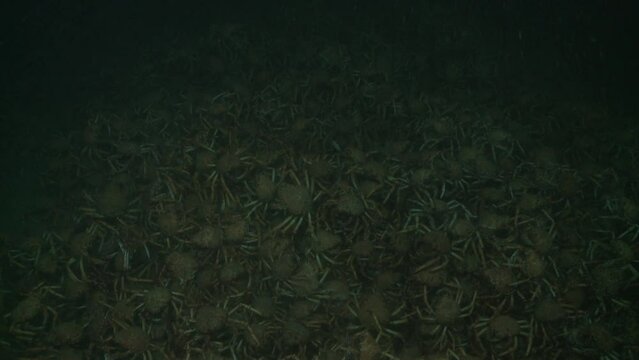 Group of spider crabs, wide shot, night, top-down view.