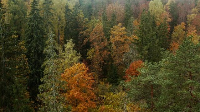 Drone footage over the colorful trees in a dense vibrant forest on a cloudy day