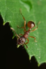 Close-up of a Common Red Ant on a leaf