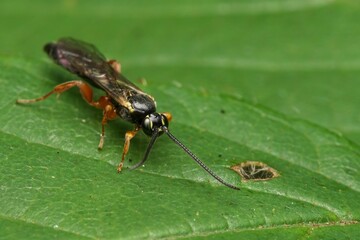 Close-up of an Exochus Flavomarginatus on a green leaf