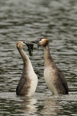 Great Crested Grebes playing in a lake with plants