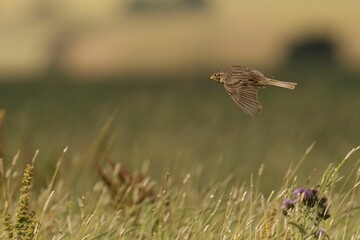 Closeup of a Corn Bunting flying over a field