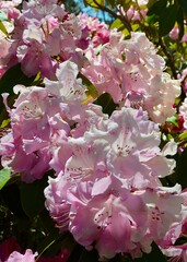 Beautiful blossoms at spring time