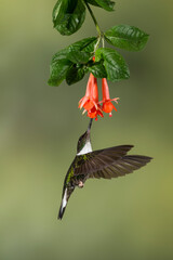 Collared Inca (Coeligena torquata) feeding on tropical flower, Ecuador - stock photo