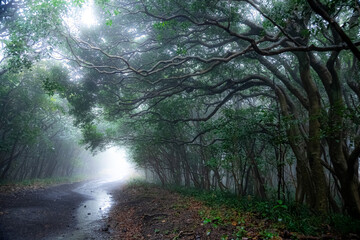 伊豆大島の霧の森、こもれびトンネル