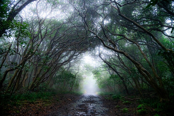 伊豆大島の霧の森、こもれびトンネル