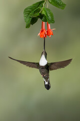 Collared Inca (Coeligena torquata) feeding on tropical flower, Ecuador - stock photo