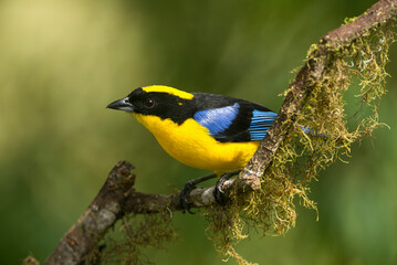 Blue-winged Mountain Tanager (Anisognathus somptuosus) perched on a branch in Bellavista reserve,...