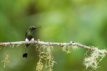 Booted Racket-tail hummingbird (Ocreatus underwoodii) perched on a branch in the Tandayapa Valley ,Ecuador, South America - stock photo