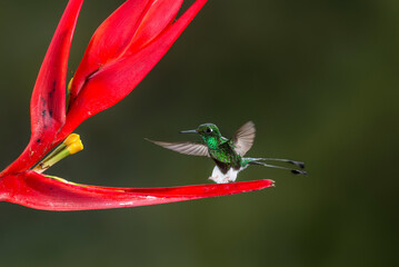 Booted Racket-tail hummingbird (Ocreatus underwoodii) feeding at a flower while flying at the Wildsumaco reserve in eastern Ecuador