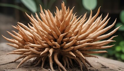 Naklejka na ściany i meble Fingerroot, Chinese ginger, Chinese key called rhizome. with clumps of roots It is a place that collects food, succulents, cylindrical shape with a slender tip