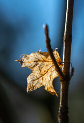 The last dried maple leaf still clings to the branch.