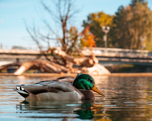duck on the water