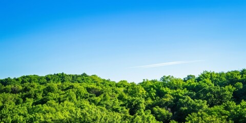 Lush green treetops stretch towards a clear blue sky, punctuated by a single contrail, epitomizing the serene beauty of nature's canopy.