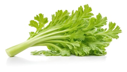leaf of celery isolated on white background